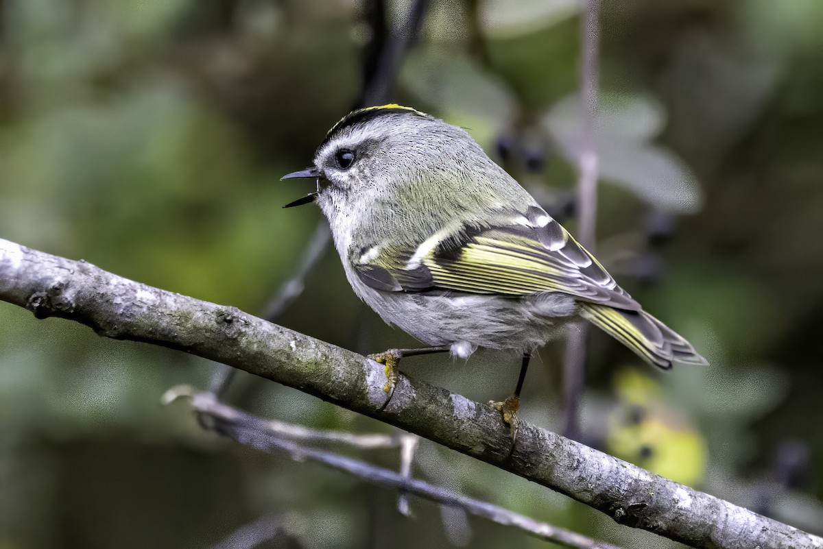 Erregetxo amerikarra - ML646763210