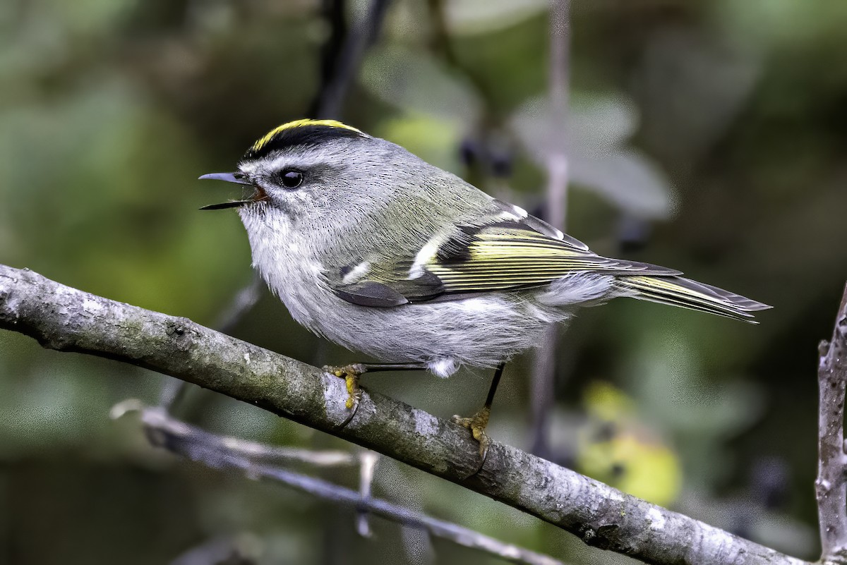 Erregetxo amerikarra - ML646763211