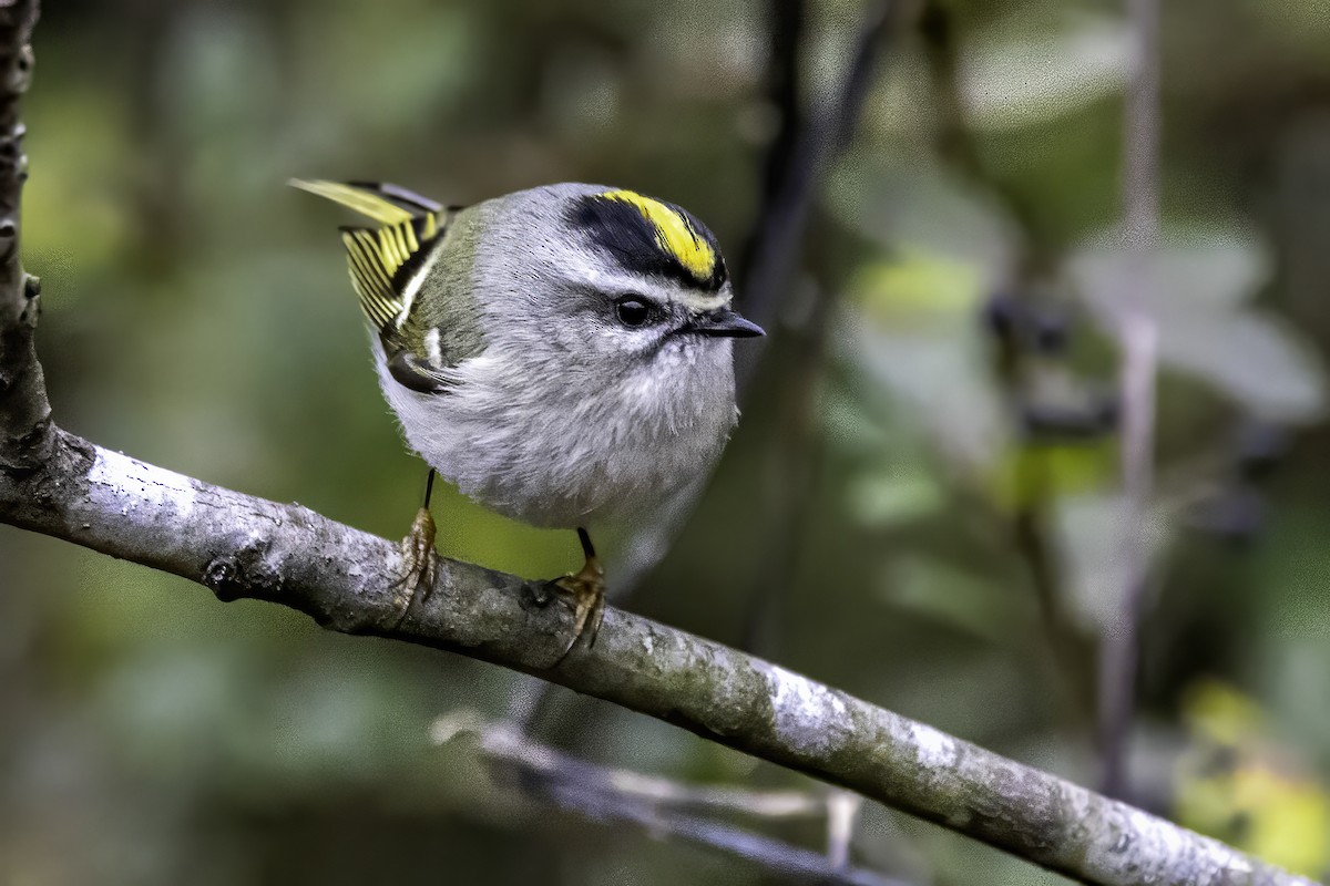 Erregetxo amerikarra - ML646763212