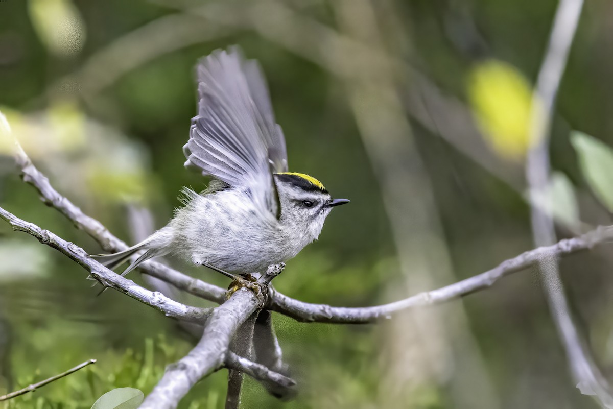 Sarı Taçlı Çalıkuşu - ML646763213