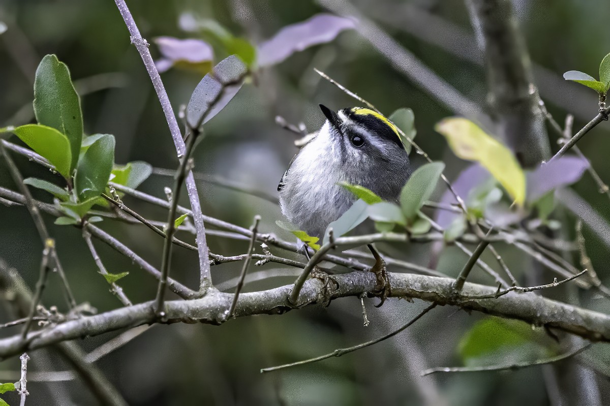 Erregetxo amerikarra - ML646763214