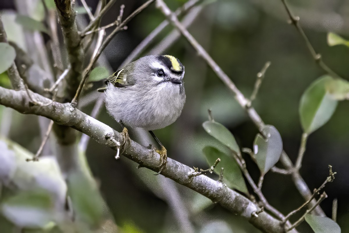 Sarı Taçlı Çalıkuşu - ML646763215