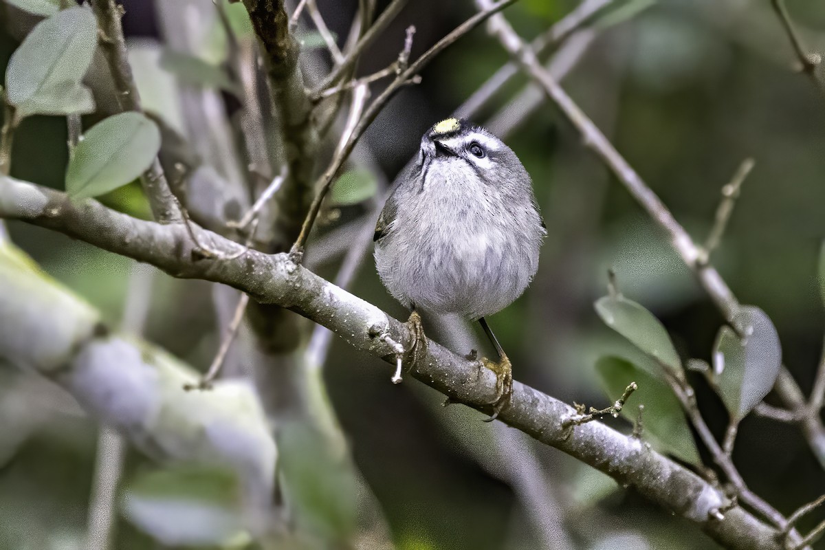 Erregetxo amerikarra - ML646763216