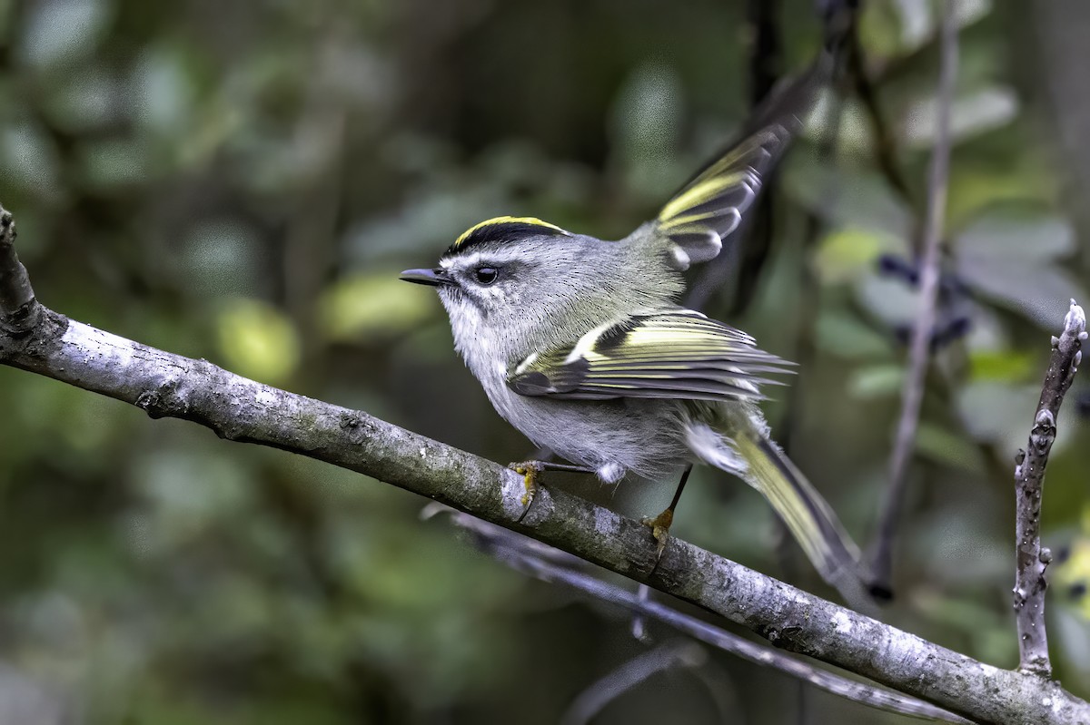 Sarı Taçlı Çalıkuşu - ML646763217