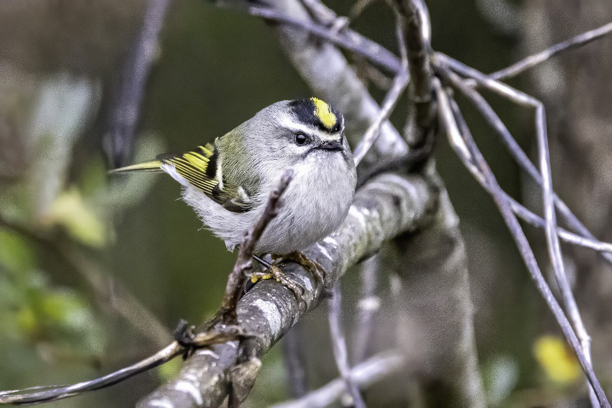 Sarı Taçlı Çalıkuşu - ML646763219