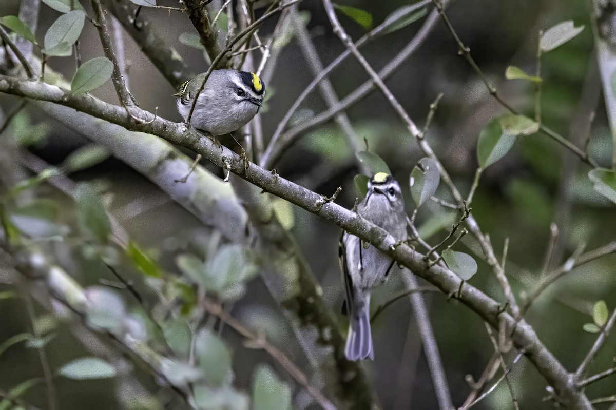 Sarı Taçlı Çalıkuşu - ML646763220