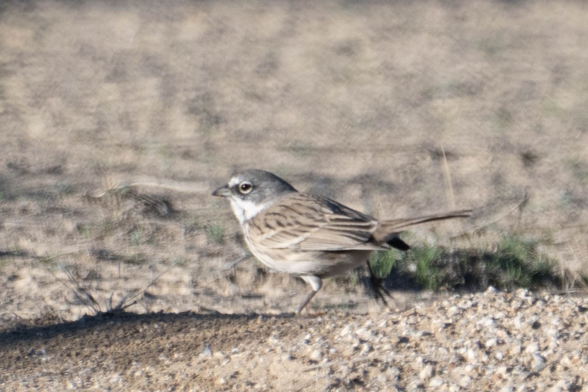 Sagebrush Sparrow - ML646763222