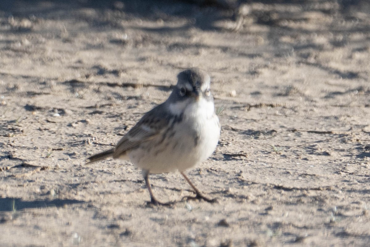 Sagebrush Sparrow - ML646763228