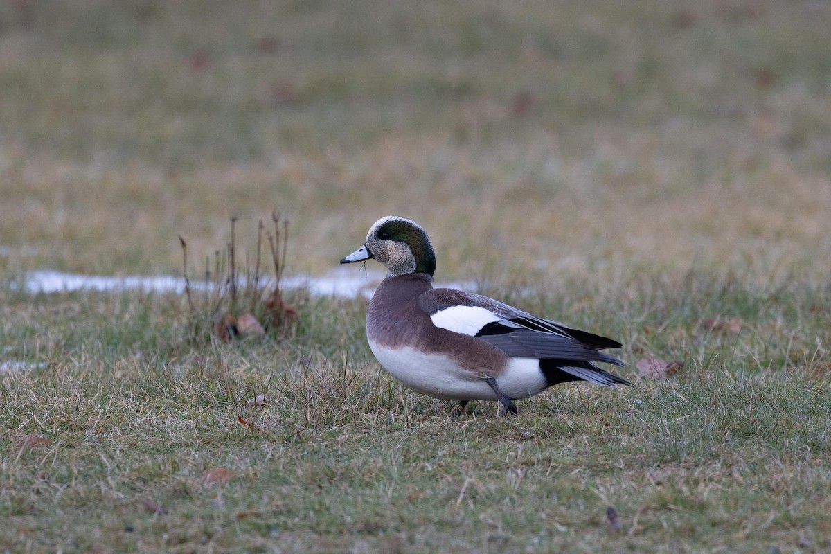 アメリカヒドリ - ML646763229