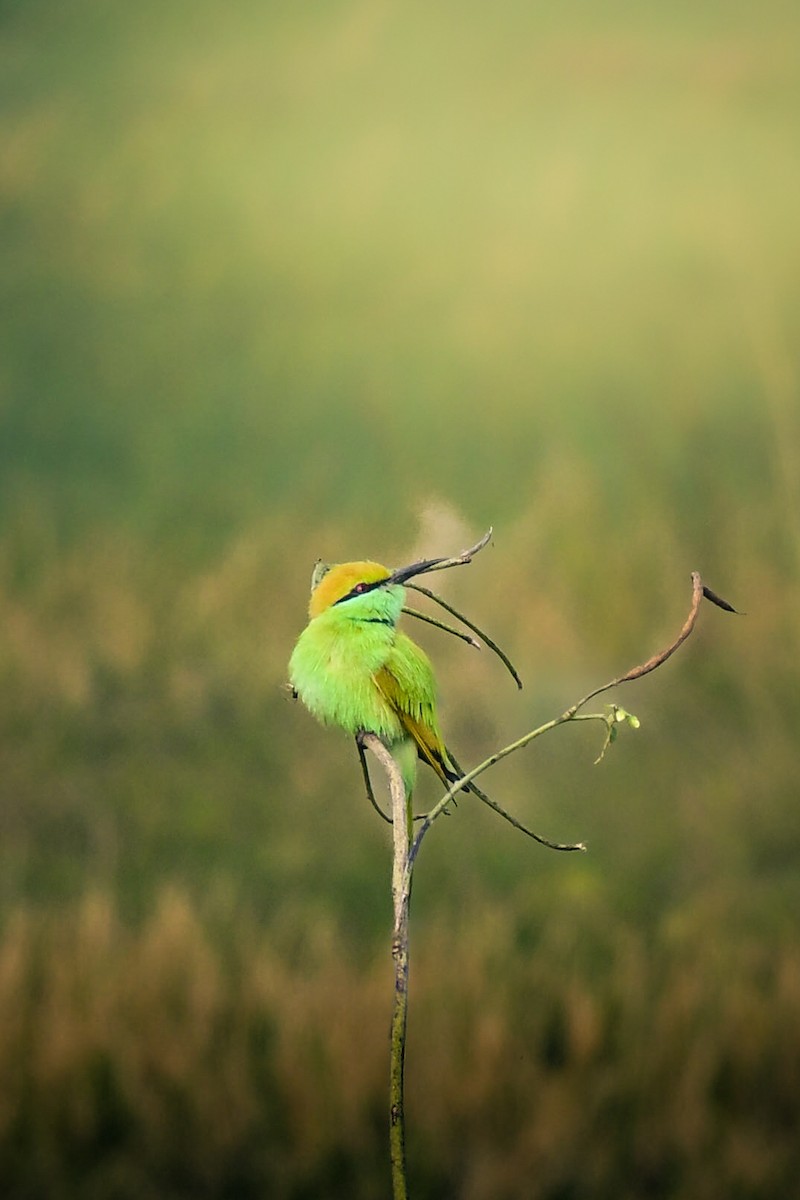Asian Green Bee-eater - ML646763230
