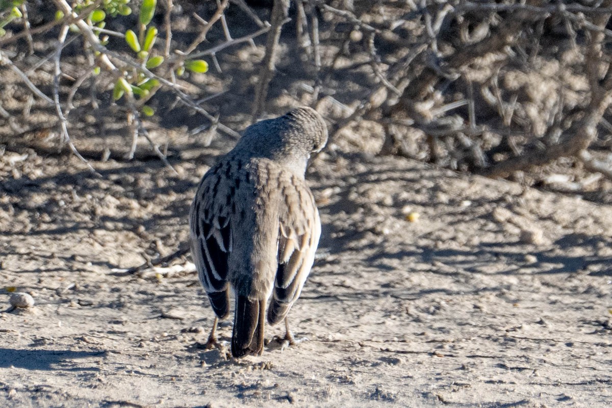 Sagebrush Sparrow - ML646763231