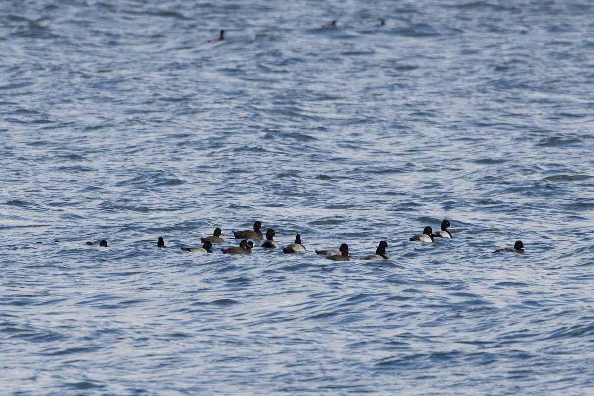 コスズガモ - ML646763232