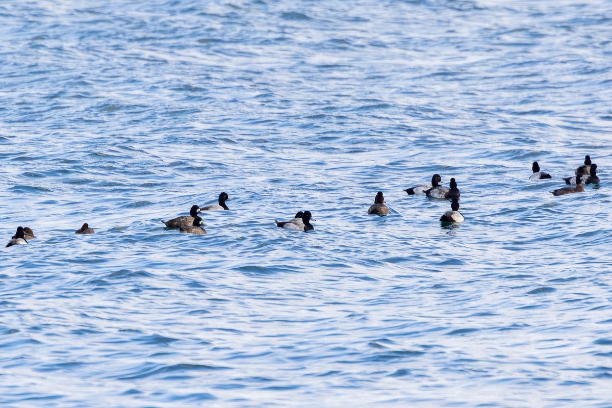 コスズガモ - ML646763233