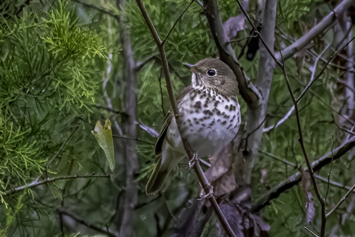 Münzevi Bülbül Ardıcı - ML646763235