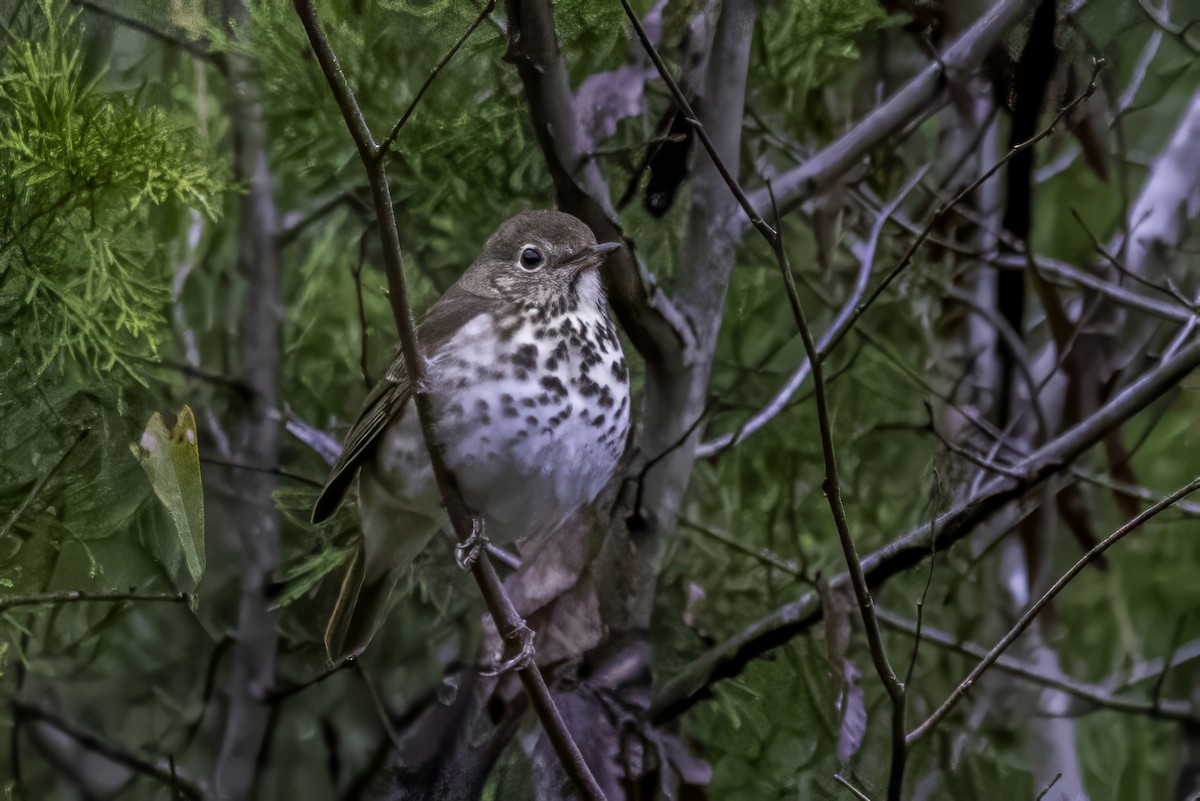 Münzevi Bülbül Ardıcı - ML646763236