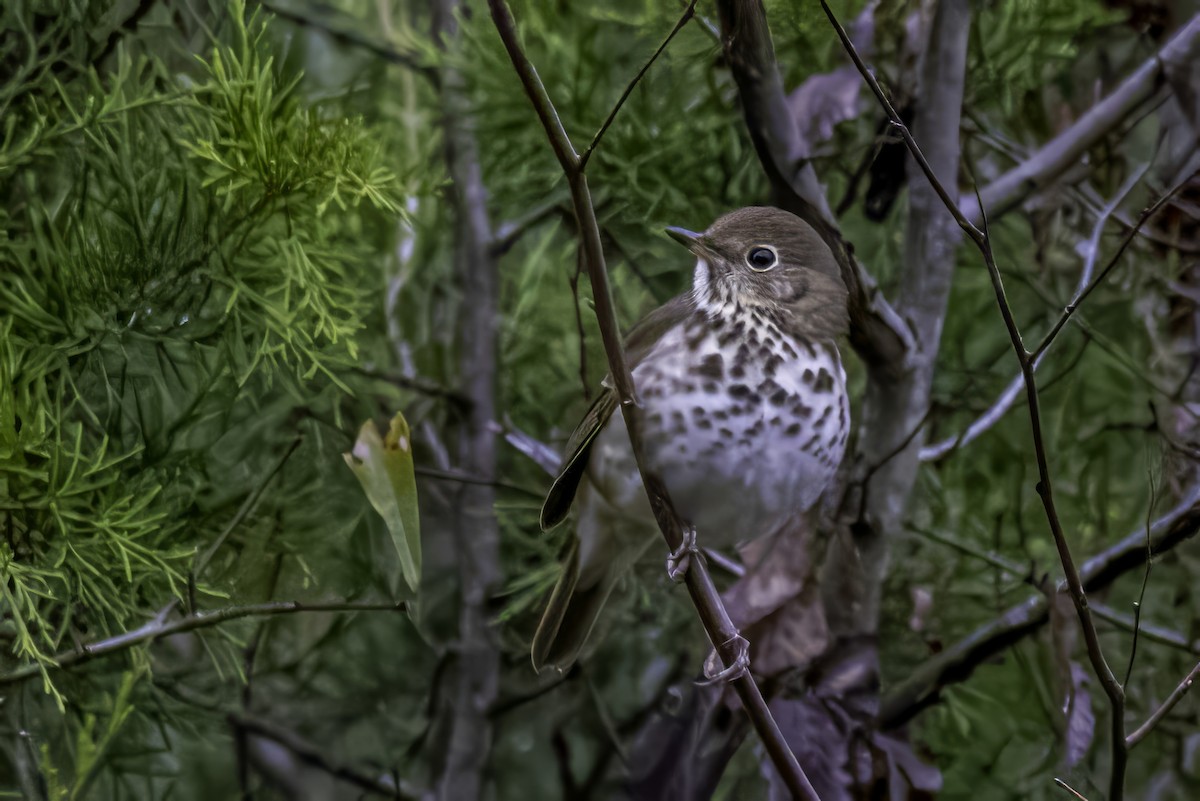 Münzevi Bülbül Ardıcı - ML646763237