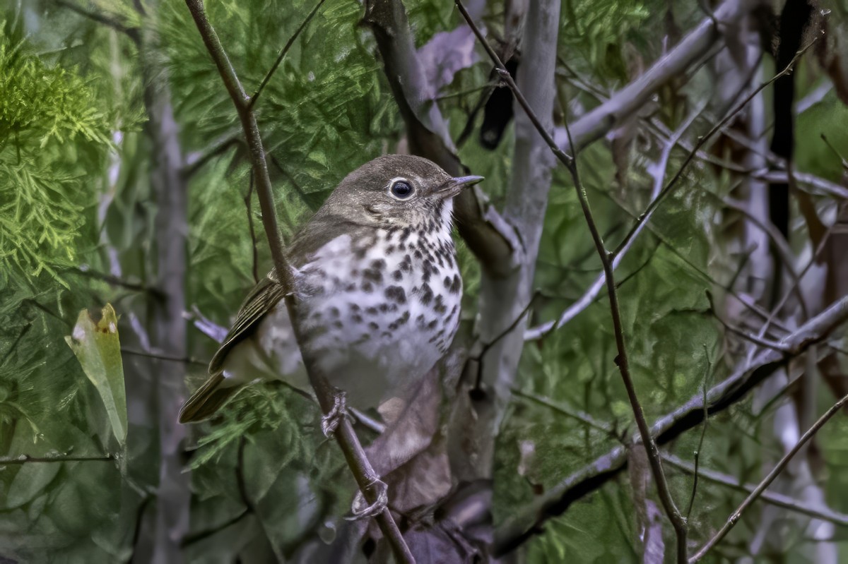 Münzevi Bülbül Ardıcı - ML646763238