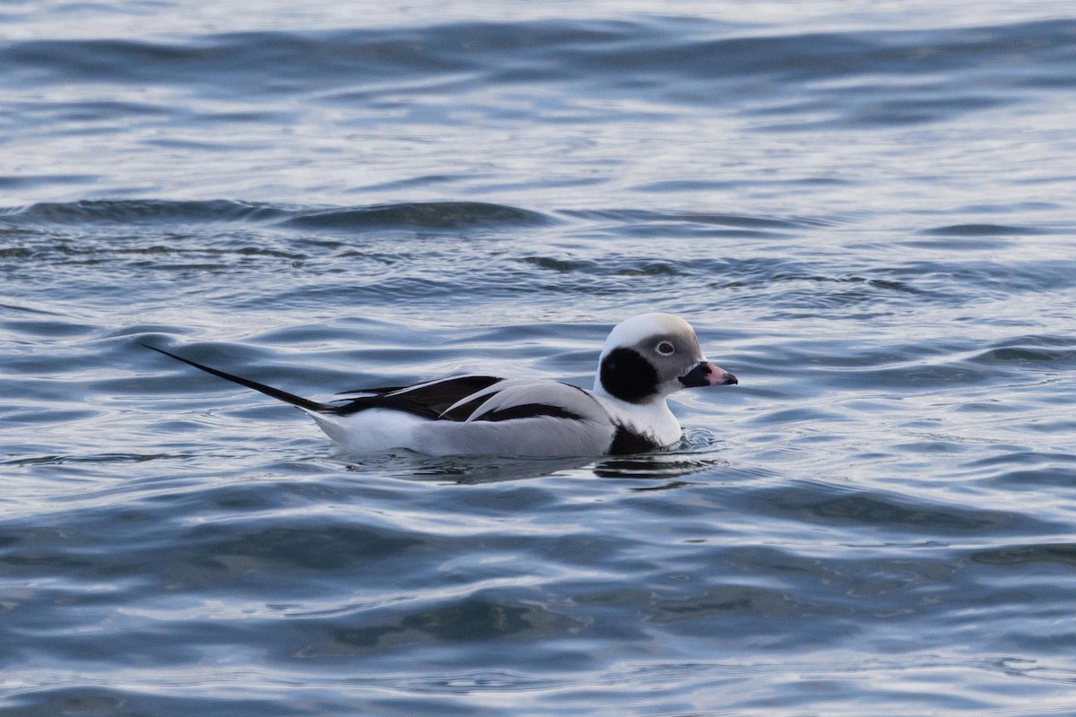 コオリガモ - ML646763240