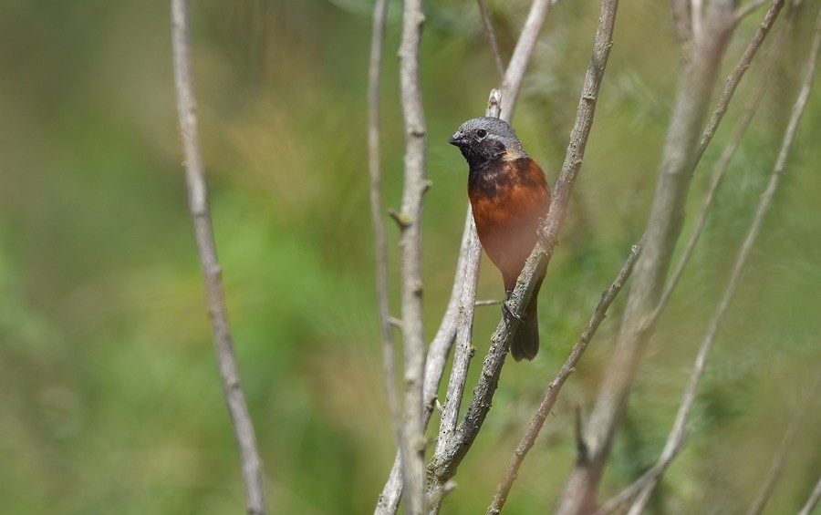 Dark-throated Seedeater - ML646763242
