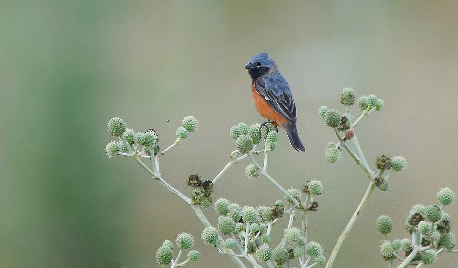 Dark-throated Seedeater - ML646763243