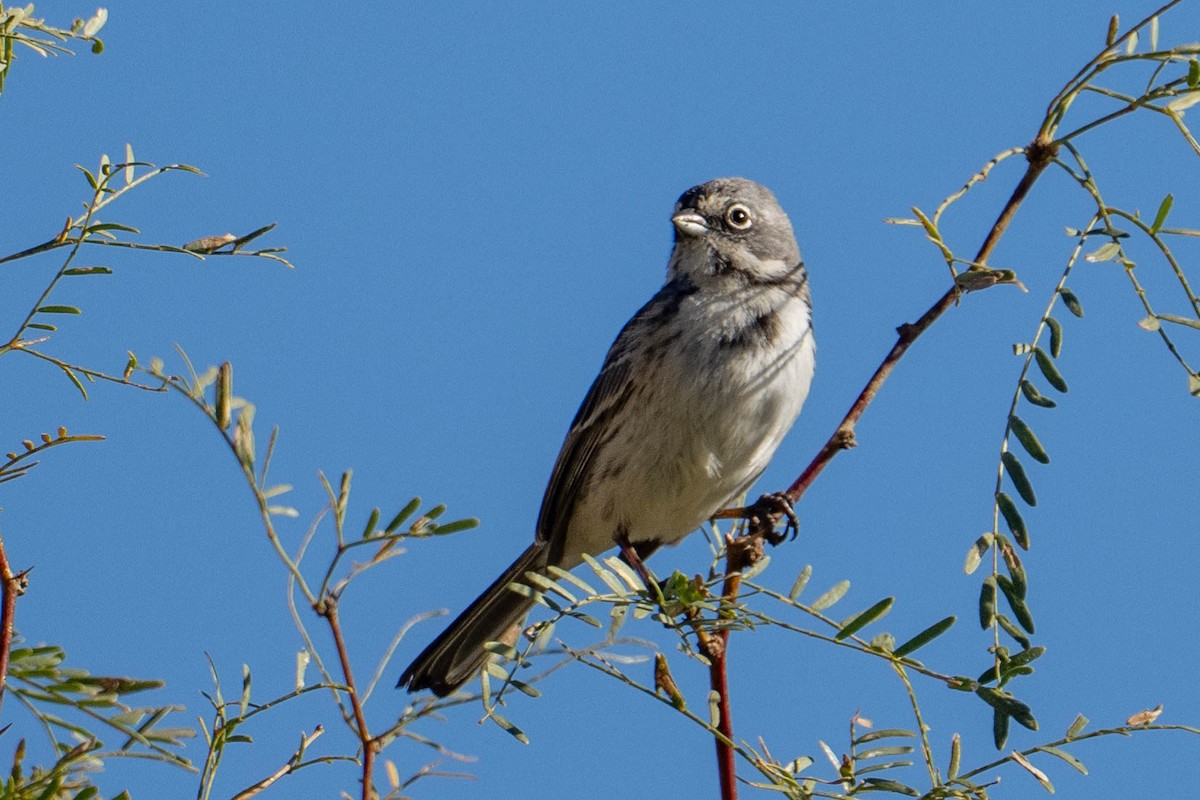 Bell Serçesi (canescens) - ML646763244