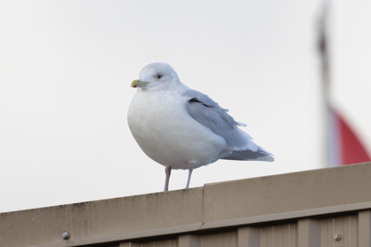 アイスランドカモメ（亜種 クムリーンカモメ） - ML646763246