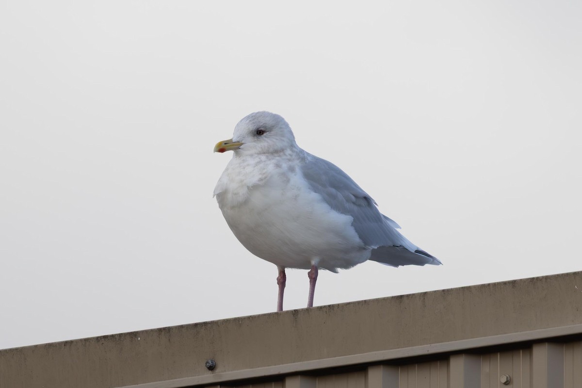 アイスランドカモメ（亜種 クムリーンカモメ） - ML646763247