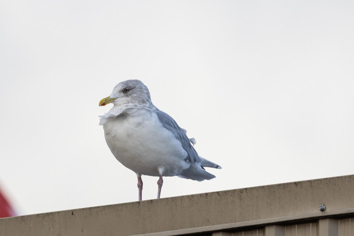 アイスランドカモメ（亜種 クムリーンカモメ） - ML646763248