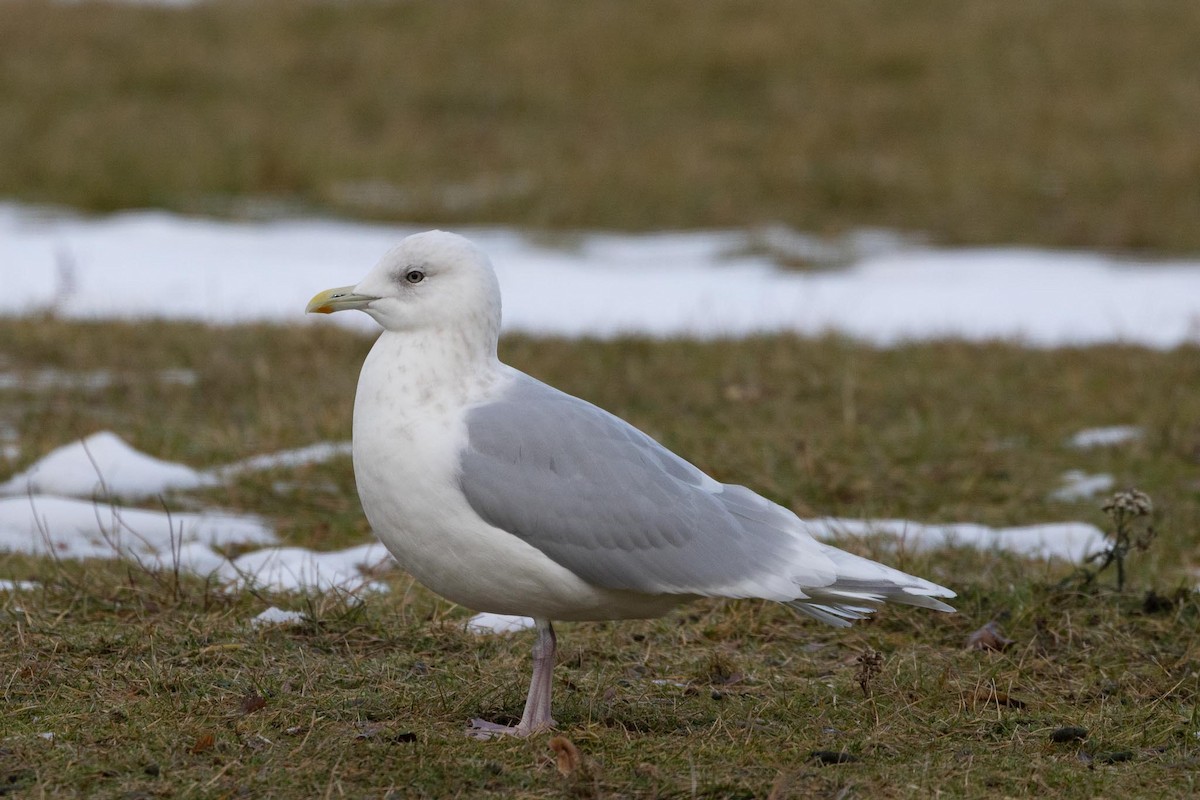 アイスランドカモメ（亜種 クムリーンカモメ） - ML646763249