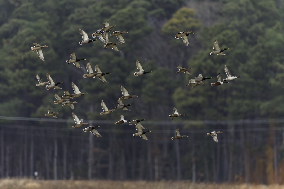 kachna divoká - ML646763251