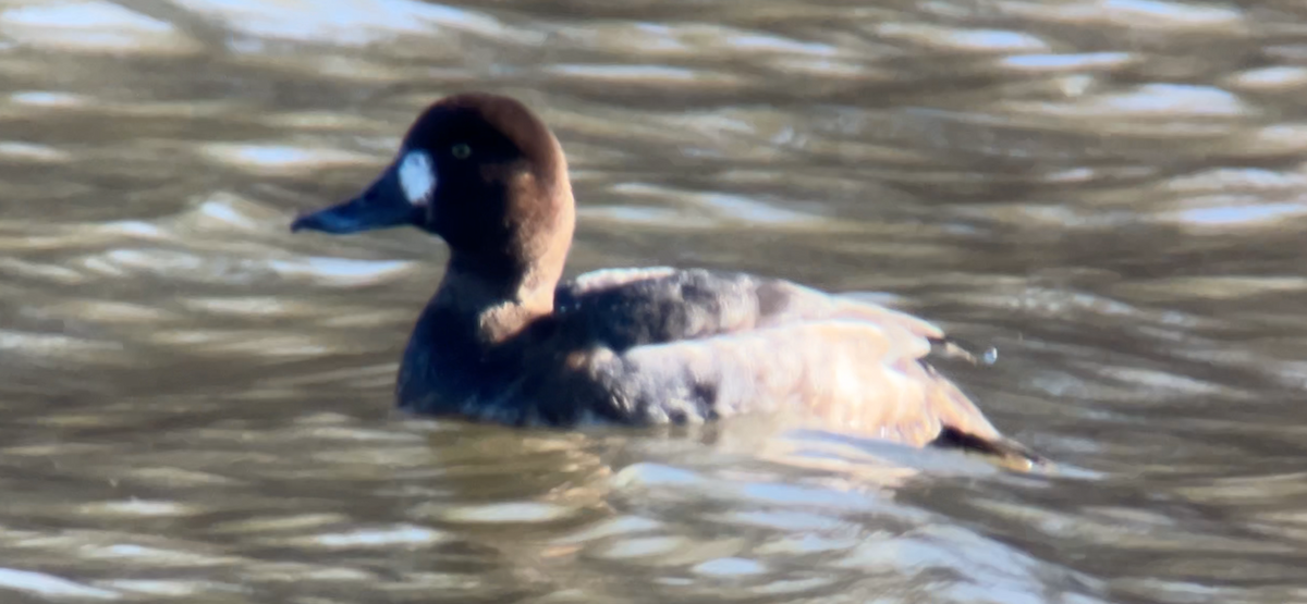 Greater Scaup - ML646763252
