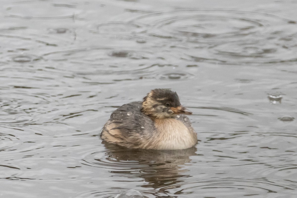 Australasian Grebe - ML646763254