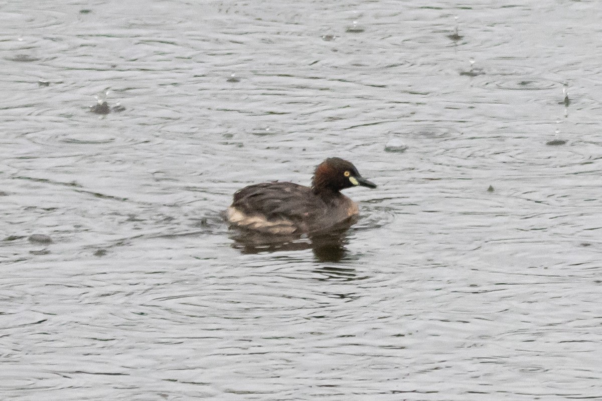 Australasian Grebe - ML646763255