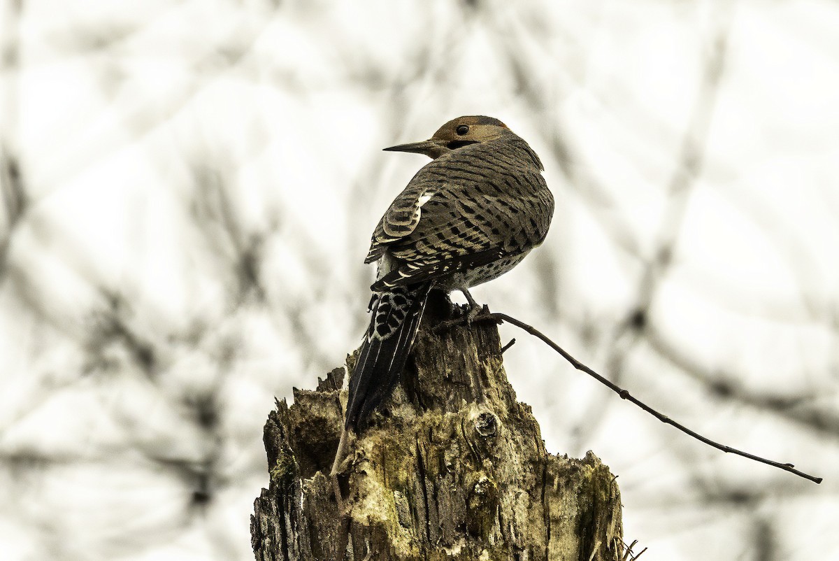 Altın Ağaçkakan - ML646763256