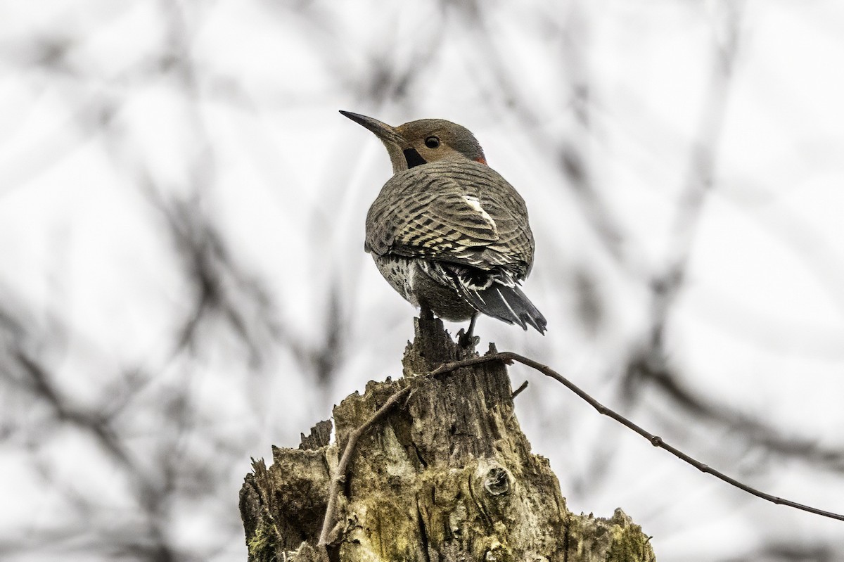 Altın Ağaçkakan - ML646763257