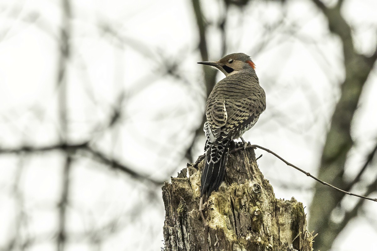 Altın Ağaçkakan - ML646763258