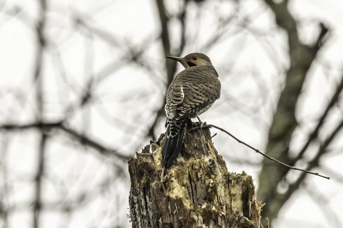 Altın Ağaçkakan - ML646763259