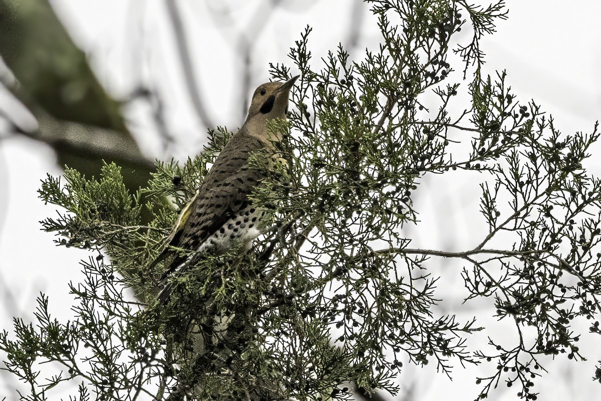 Altın Ağaçkakan - ML646763260