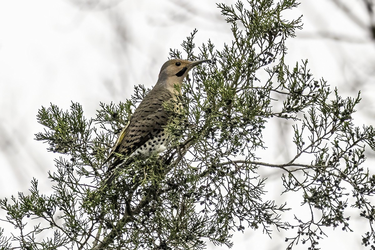 Altın Ağaçkakan - ML646763261