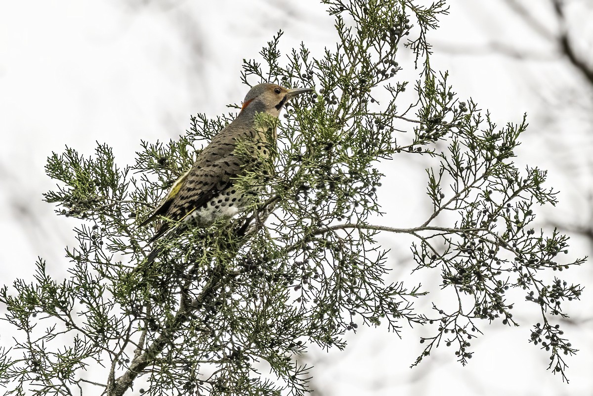 Altın Ağaçkakan - ML646763262