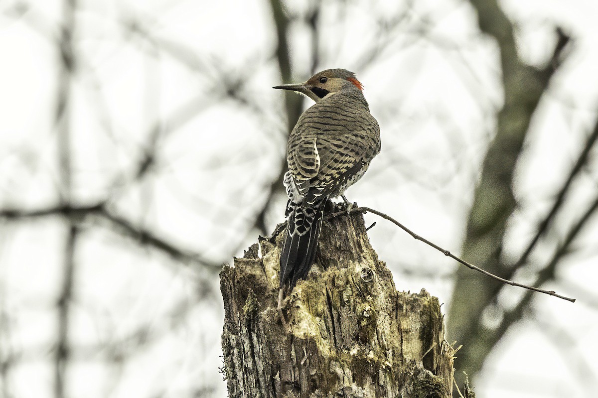 Altın Ağaçkakan - ML646763263