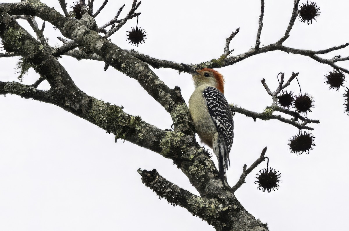 Kızılca Karınlı Ağaçkakan - ML646763265