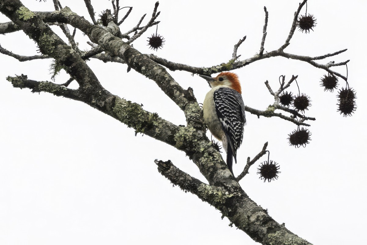 Kızılca Karınlı Ağaçkakan - ML646763266