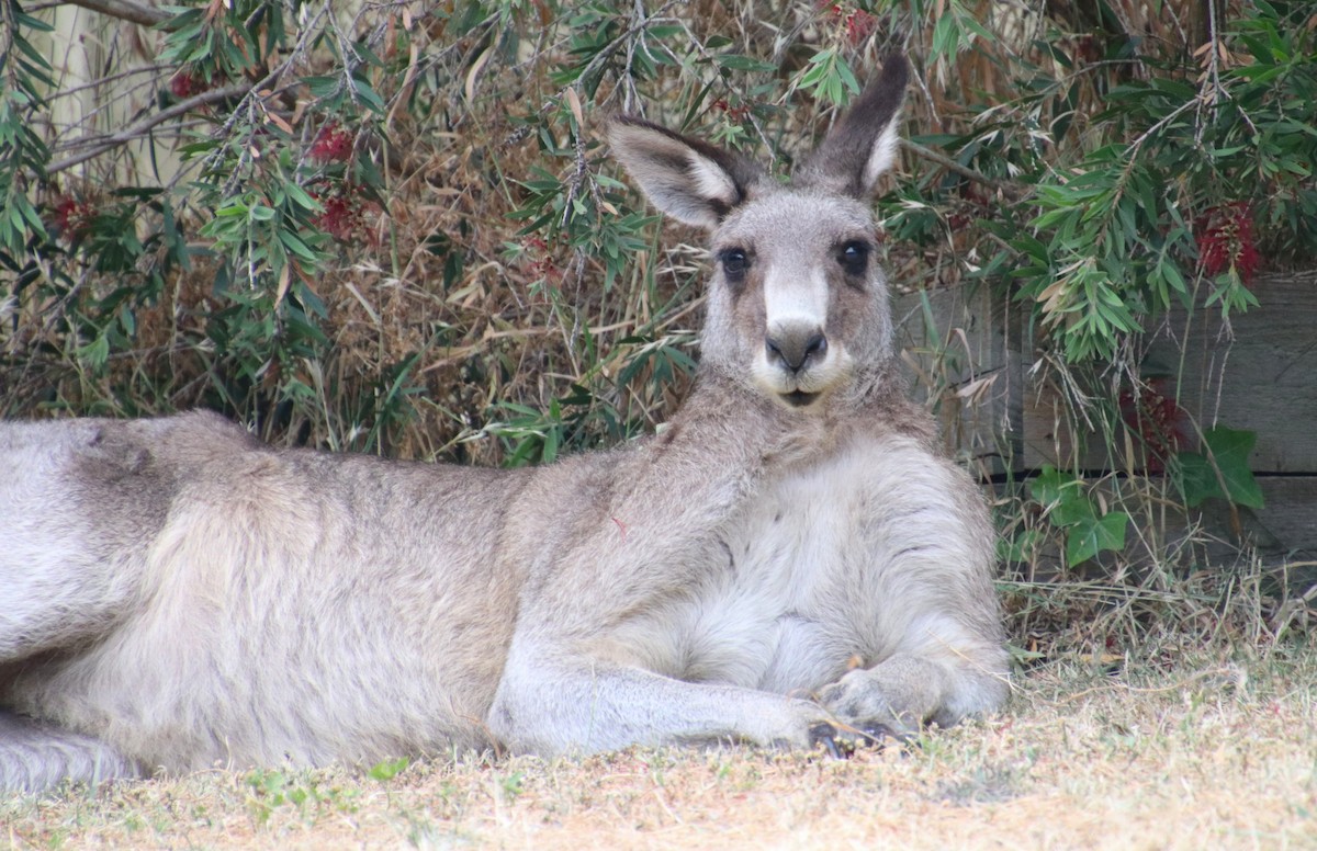 オオカンガルー - ML646763267