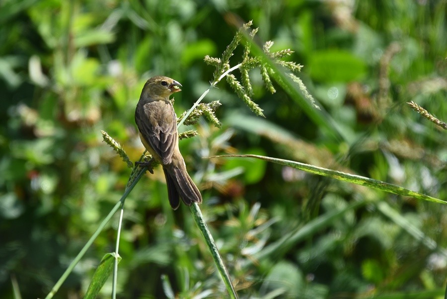 Dark-throated Seedeater - ML646763268