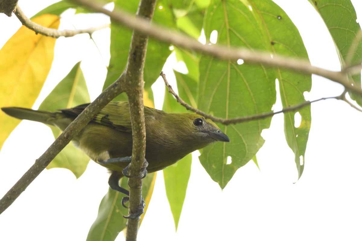 Palm Tanager - ML646763269