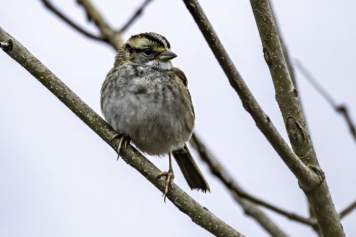 Ak Boğazlı Serçe - ML646763270