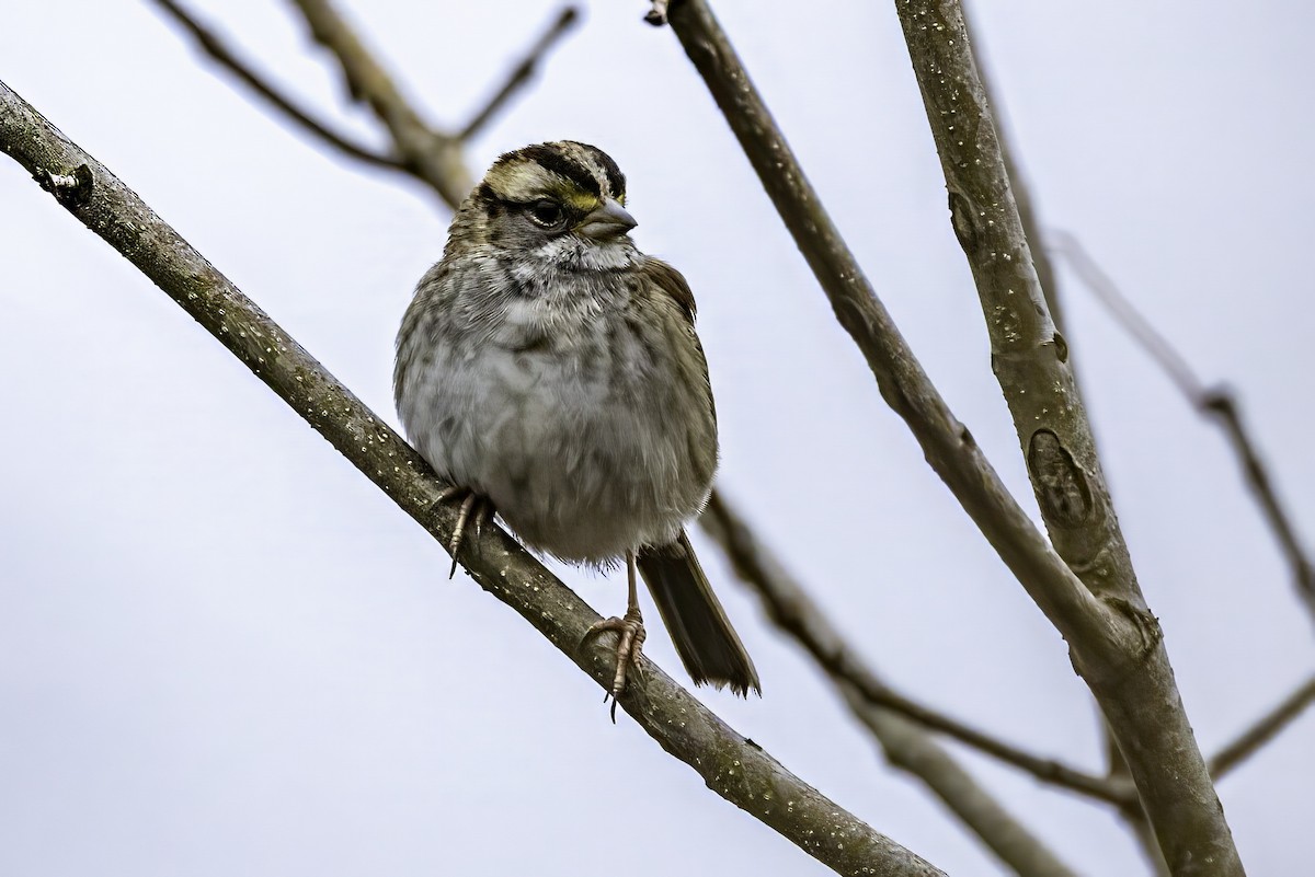 Ak Boğazlı Serçe - ML646763271