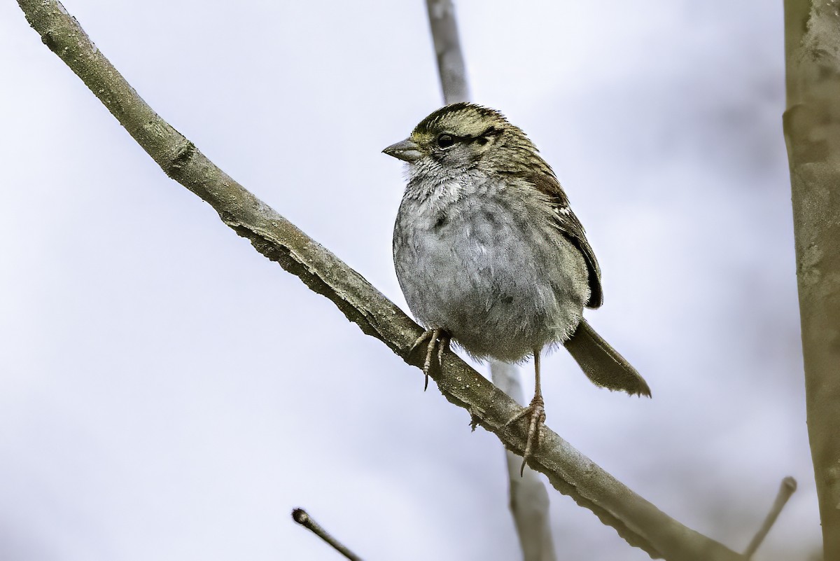 Ak Boğazlı Serçe - ML646763272