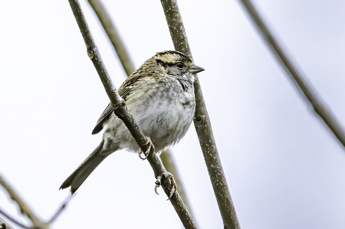 Ak Boğazlı Serçe - ML646763273